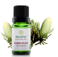 Óleo Essencial de Cedro do Atlas 10ml – Empresa Terra Flor